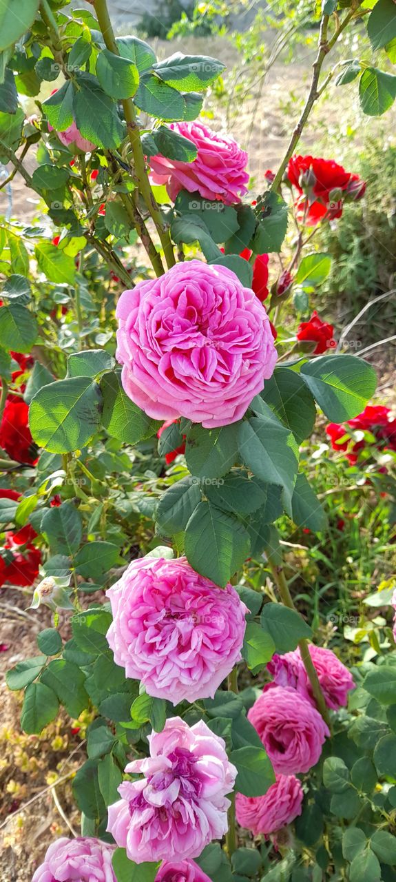 from Jordan 🇯🇴