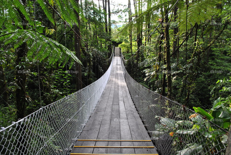 Footbridge in forest