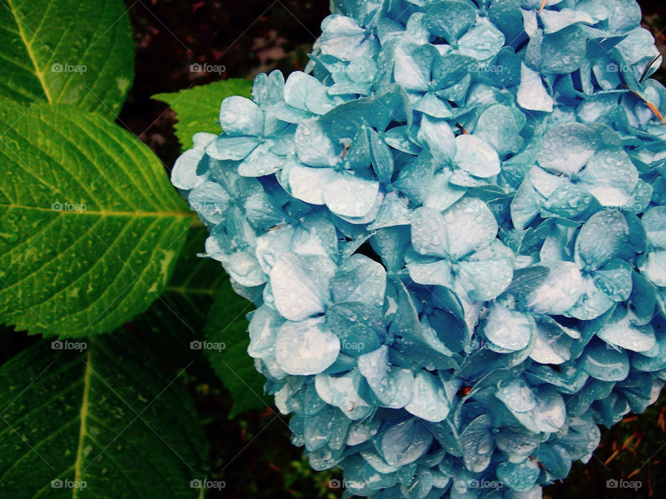 Blue hydrangea; macro