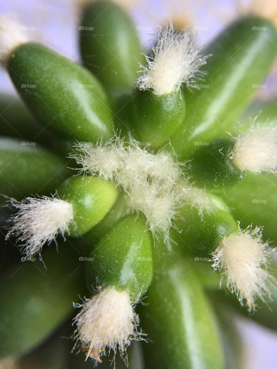 Closeup plant, cactus in macro, succulent
