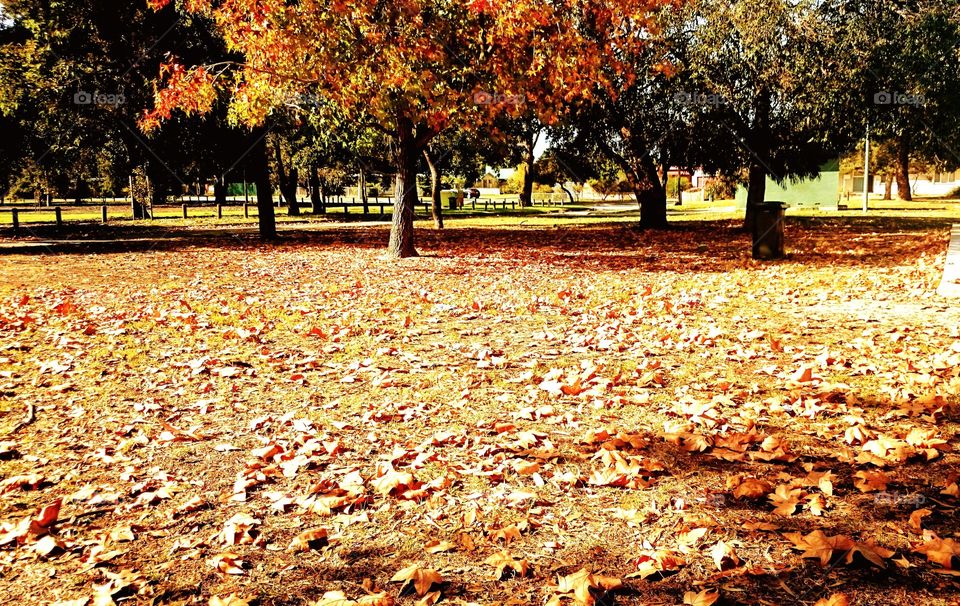 falling leaves in the park