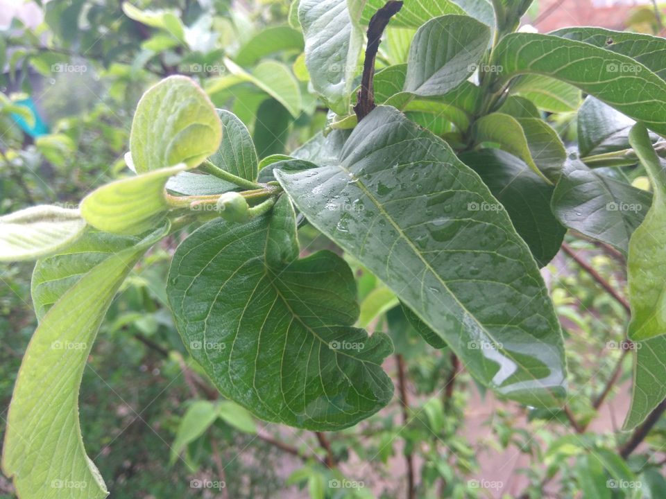green color story..... Guawa leaf