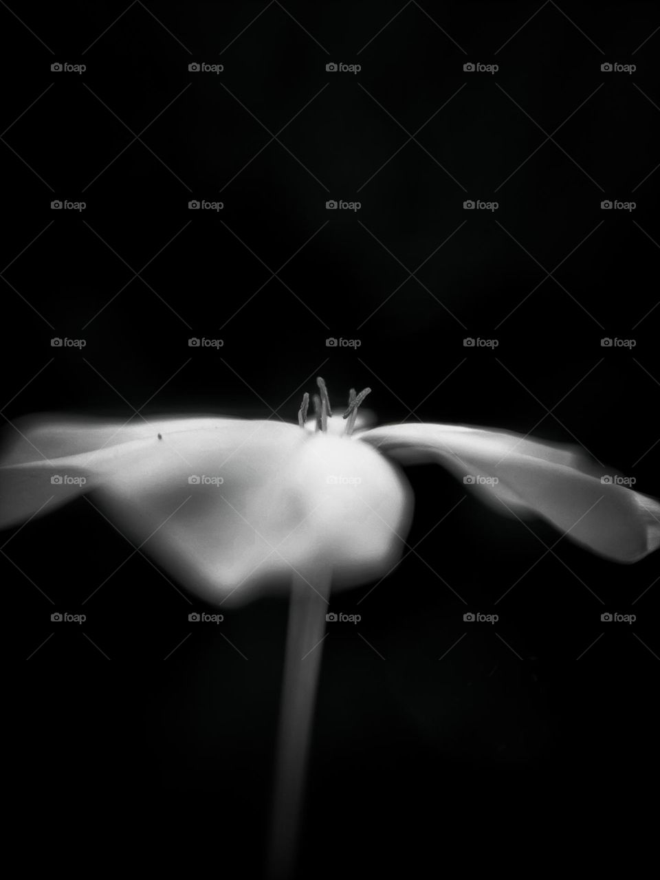 Dark White Flower With Black background