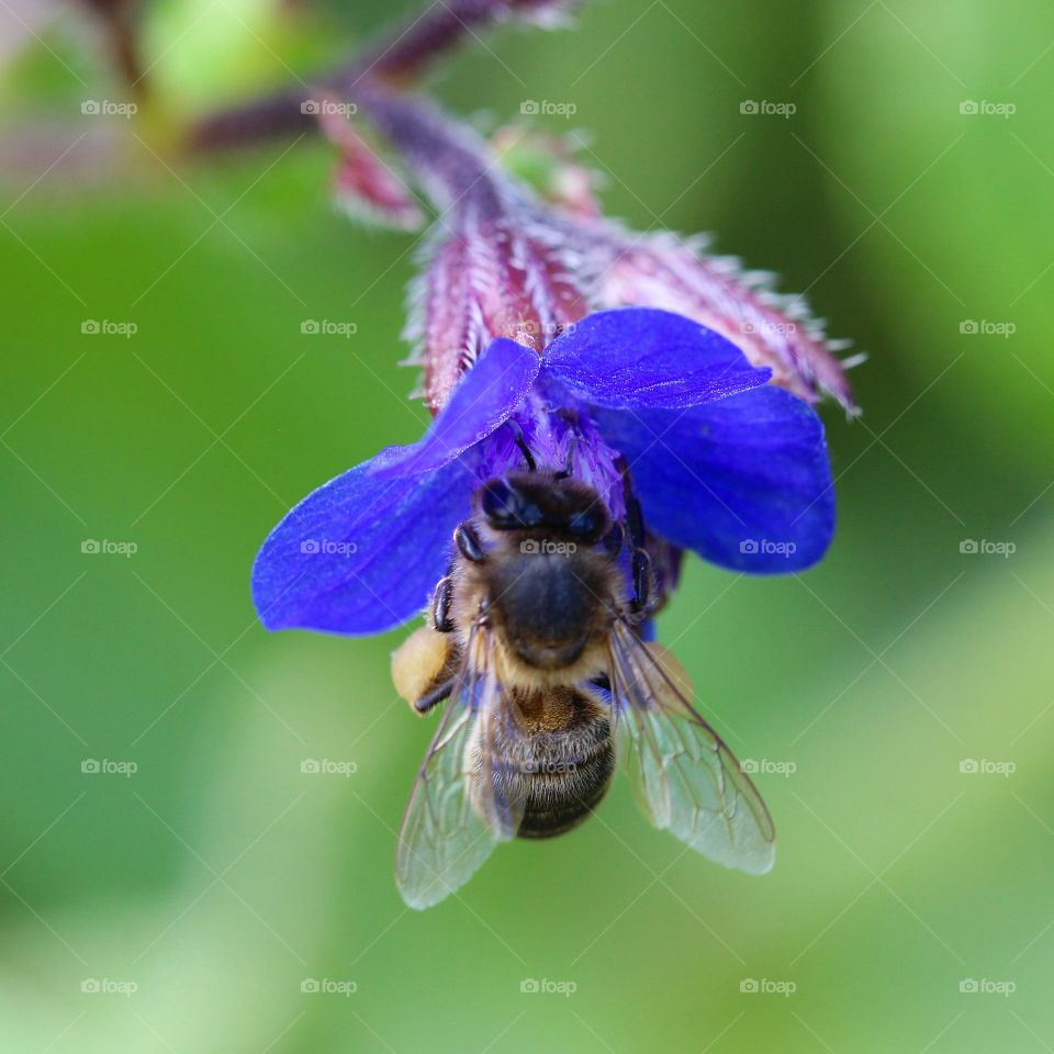 Beautiful macro bee photo and beautiful midnight blue flower