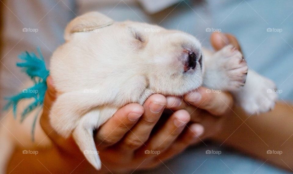 Hands hold a puppy