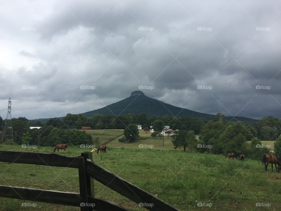 Big Mountain with Horses Pilot Mountain North Carolina