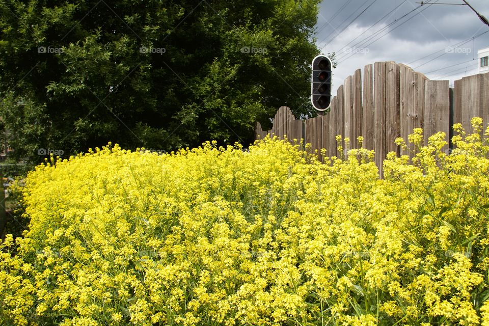 rapeseed flowers at the fence