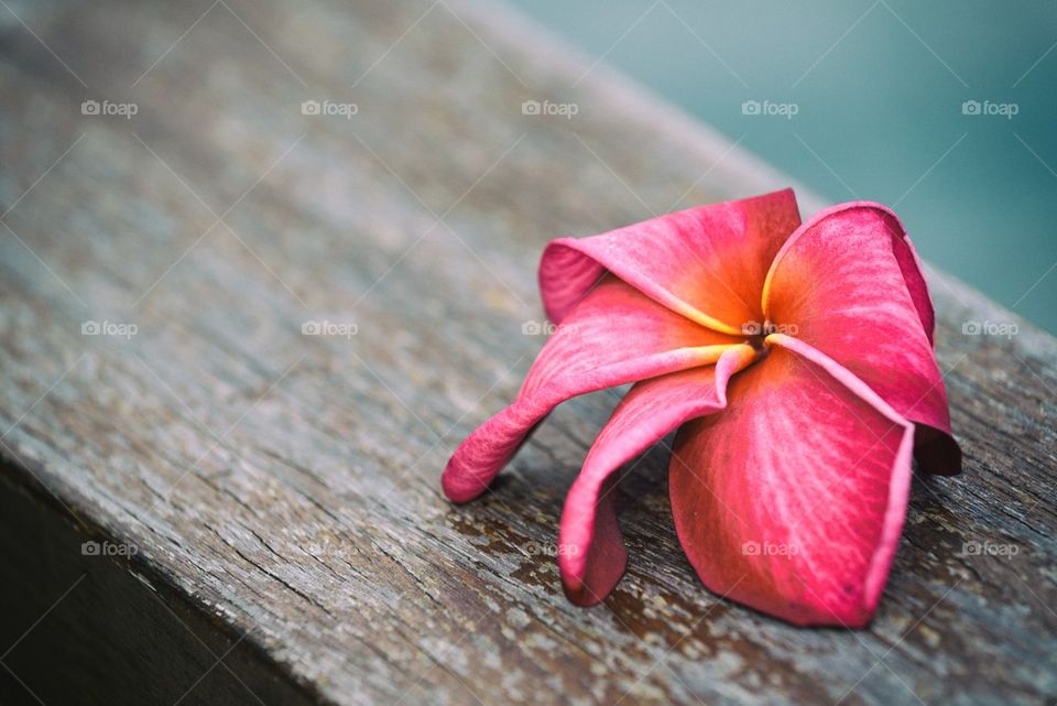 Fallen flower on wood barrier 