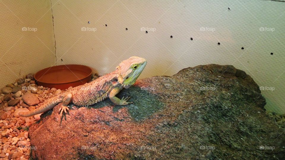 Iguana sitting on a rock