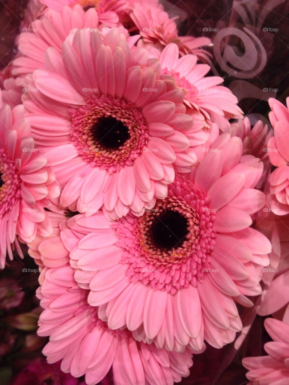 Pink flowers