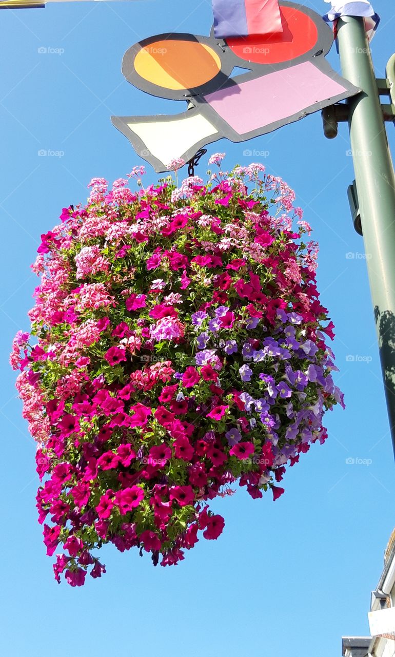 flowers in Trouville for Off courts