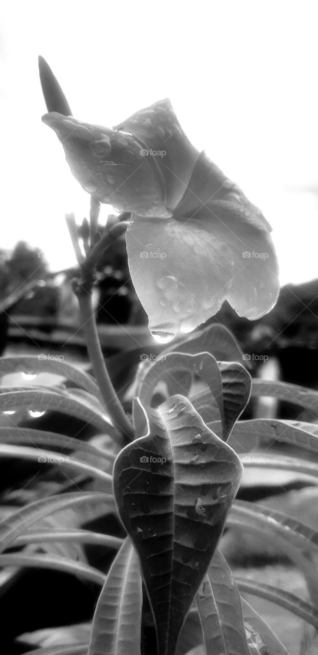 beautiful black and white flower with drops and sunlight flare