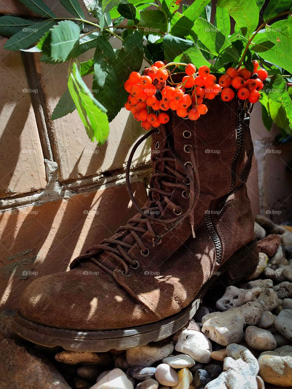old brown boot, which contains green branches of rowan with red berries.  brick wall background