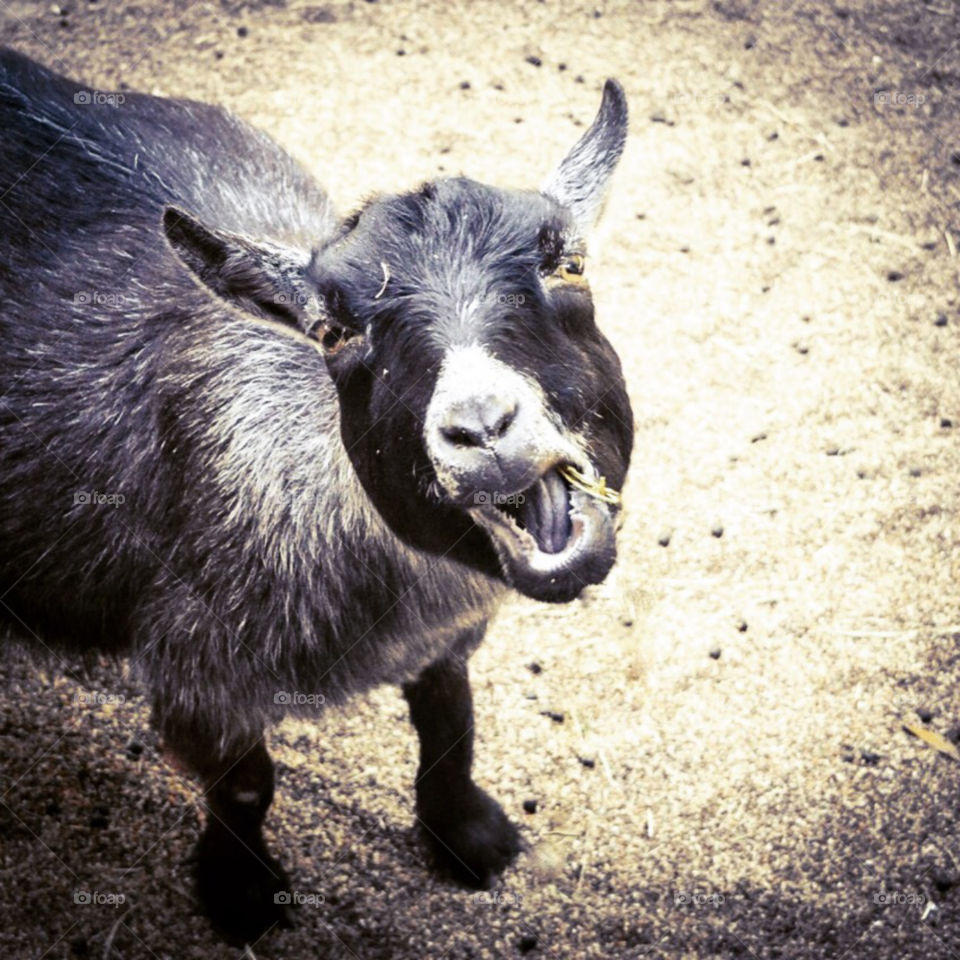 Pygmy goat making a funny face
