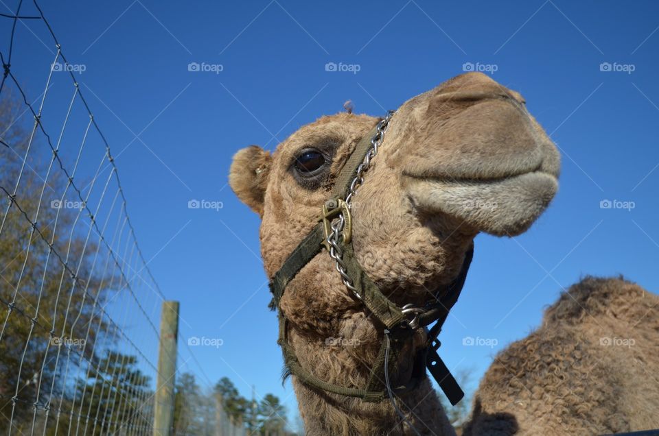 Camel with a harness on at a zoo
