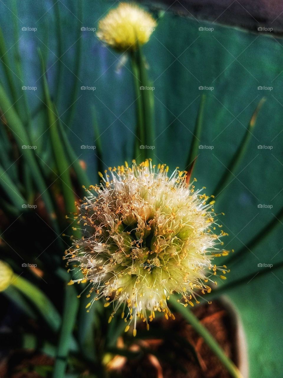 leek flowers