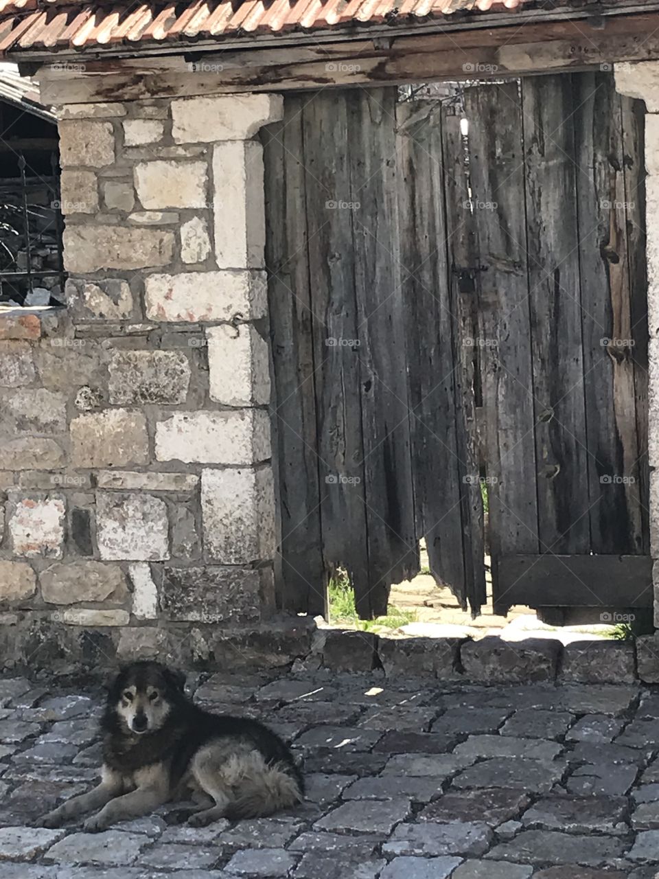Albanian Old door and doog