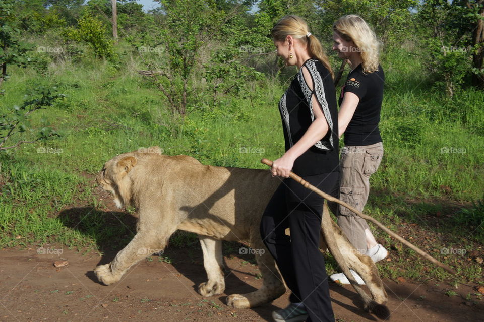 just another walk in the jungle