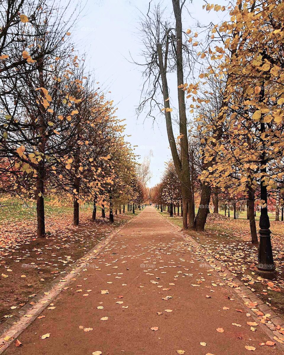 парк, осень, аллея, листопад пасмурный день, серое небо, деревья вдоль аллеи, опавшие, жёлтые листья.