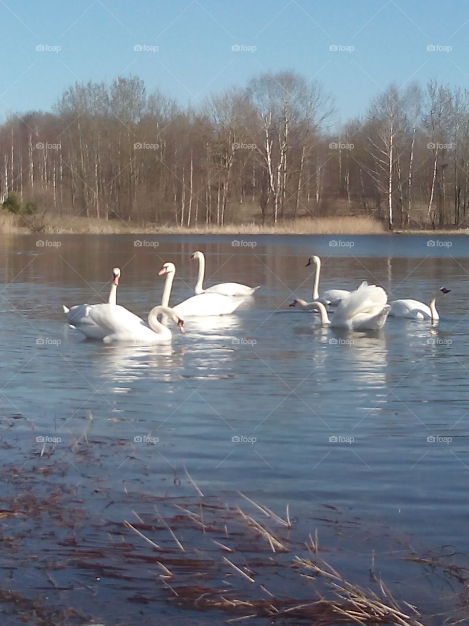 Swan, Lake, Bird, Water, Pool