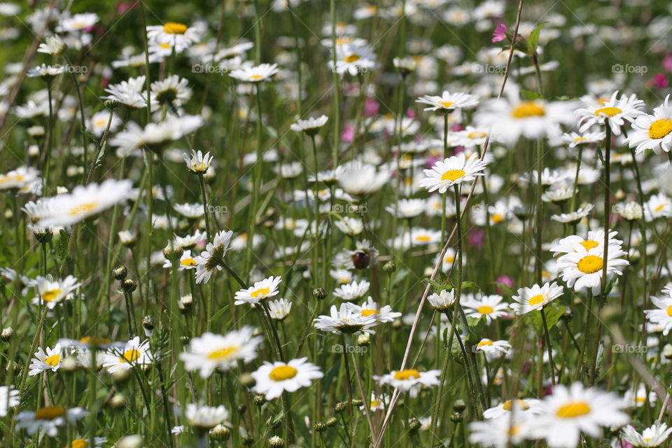 A meadow of daisies.