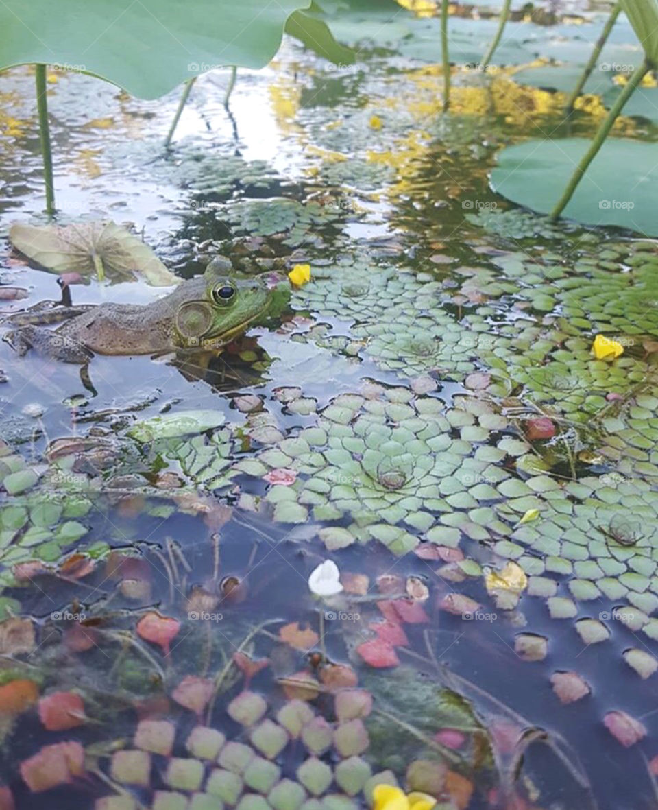 A bullfrog surrounded by Lugwigia sedioidies and water lilies resting in a pond in Northeast Georgia in the USA. 