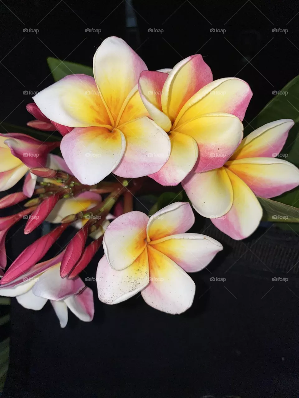 Plumeria