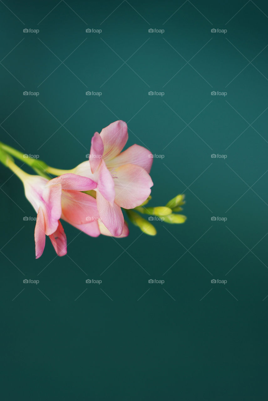 Pink alstromeria flower isolated over dark green background. Spring time. Greeting card with copy space.