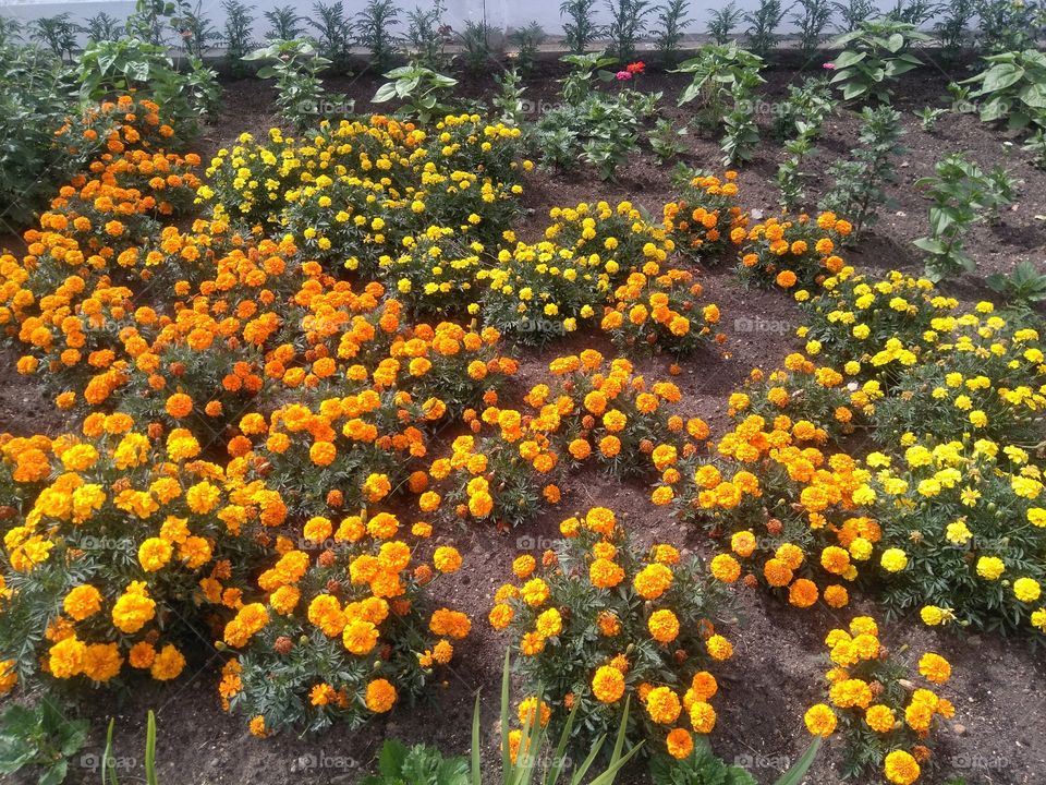 colorful orange flowers growing in the flowerbeds summer time street art