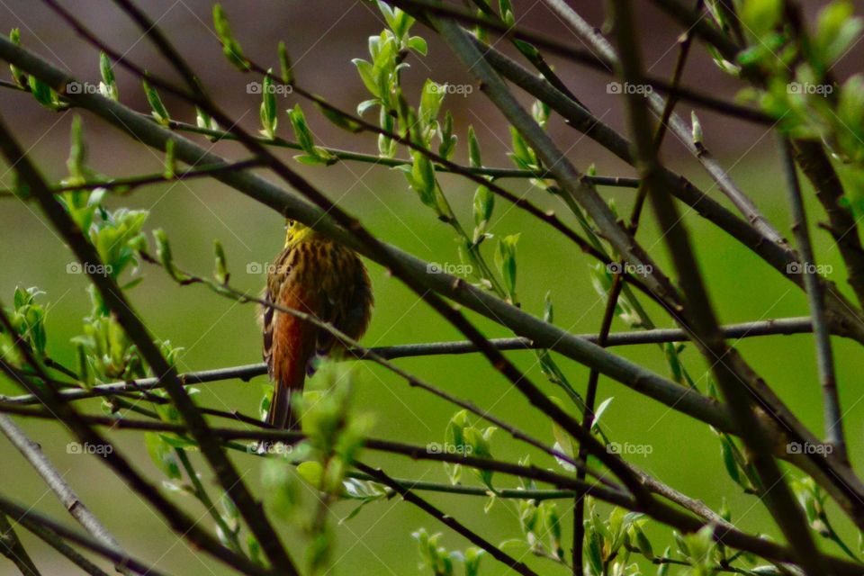 Yellowhammer