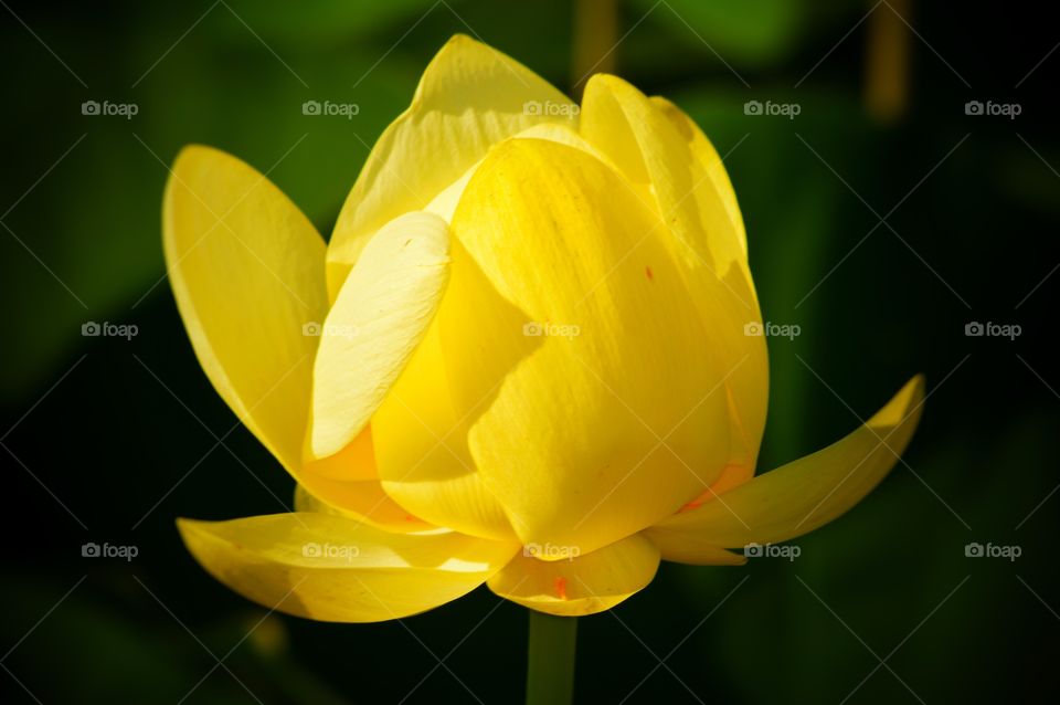 Gorgeous close-up of a yellow blooming water lily at the lake.