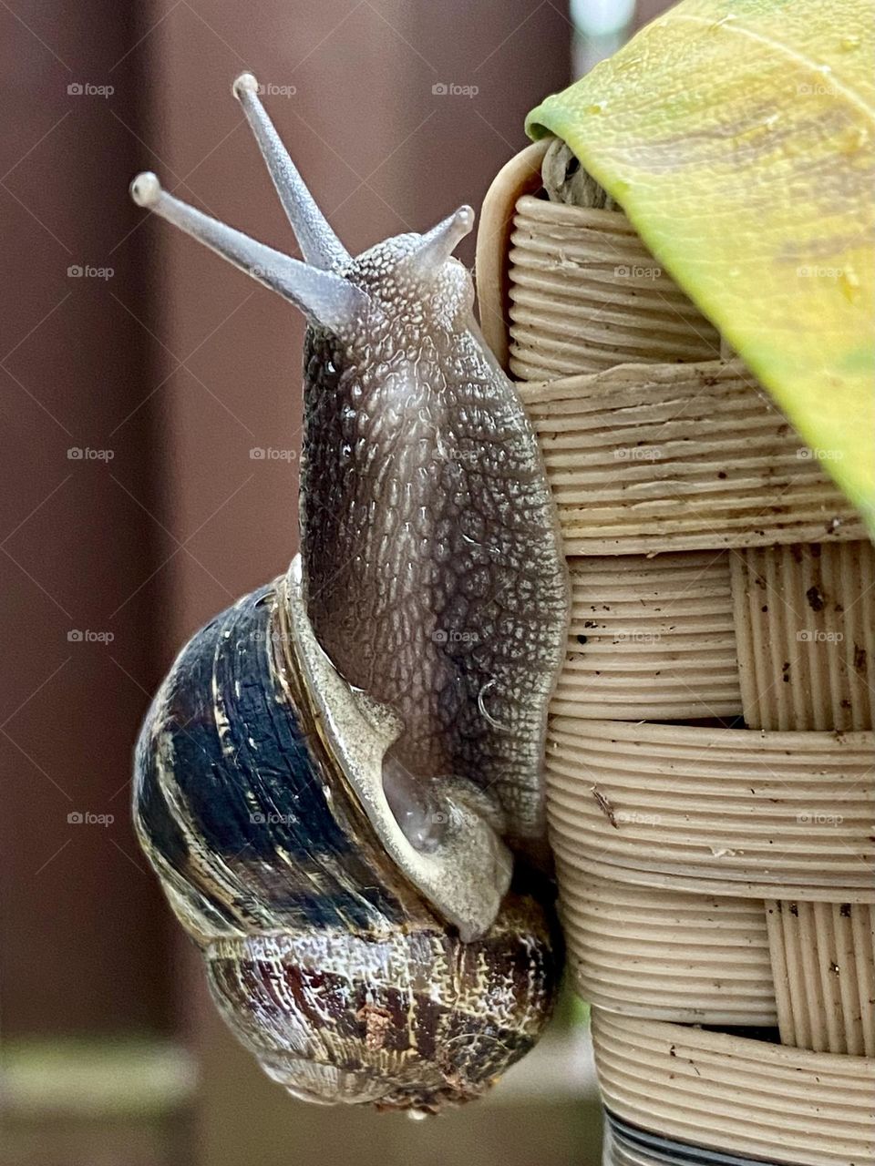 Schnecke