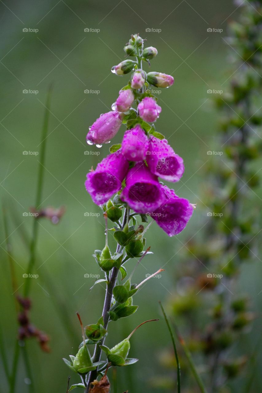 flower with rain drops