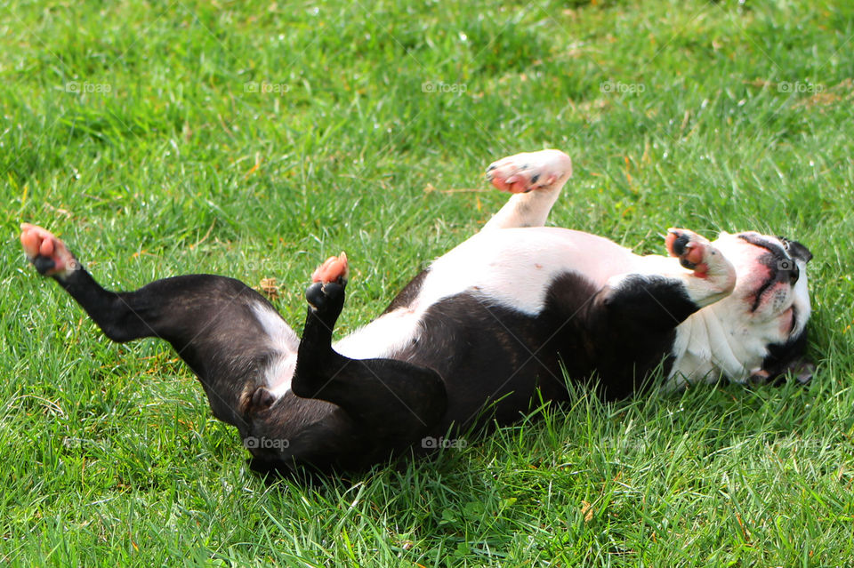 My Boston Terriers love to run and chase balls with each other and their humans. After a long run on a warm Spring day my one pup loves to roll in the fresh grass to cool off & rub the sweat and slobber from her face & body. 