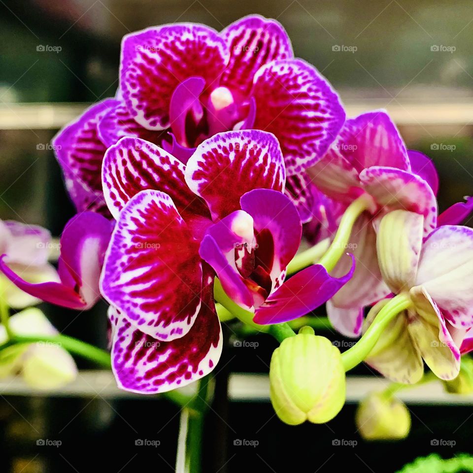 Orchids