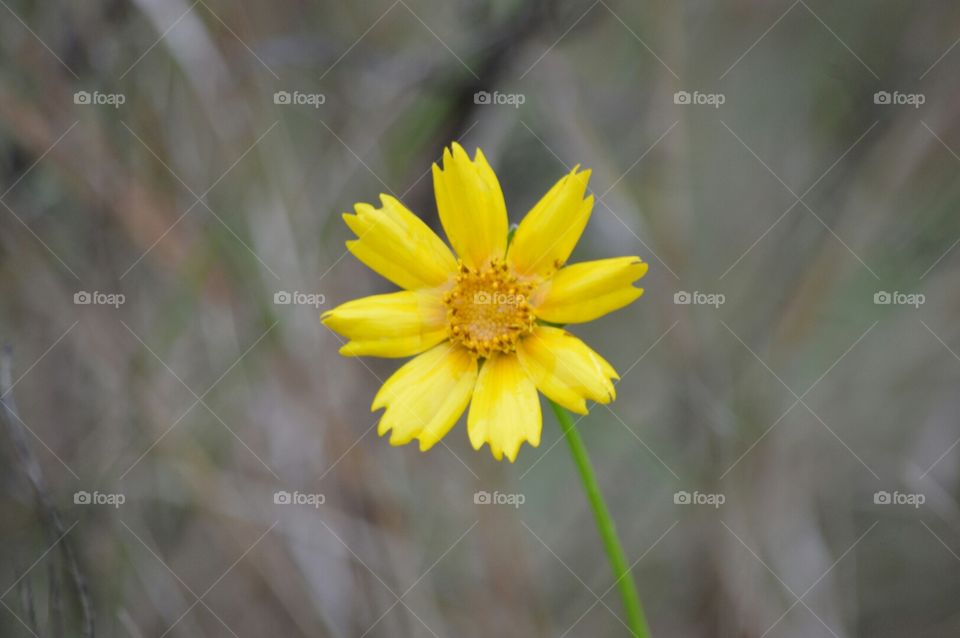 wildflowers