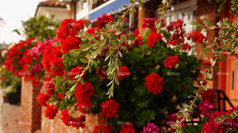 Close-up of red flowers