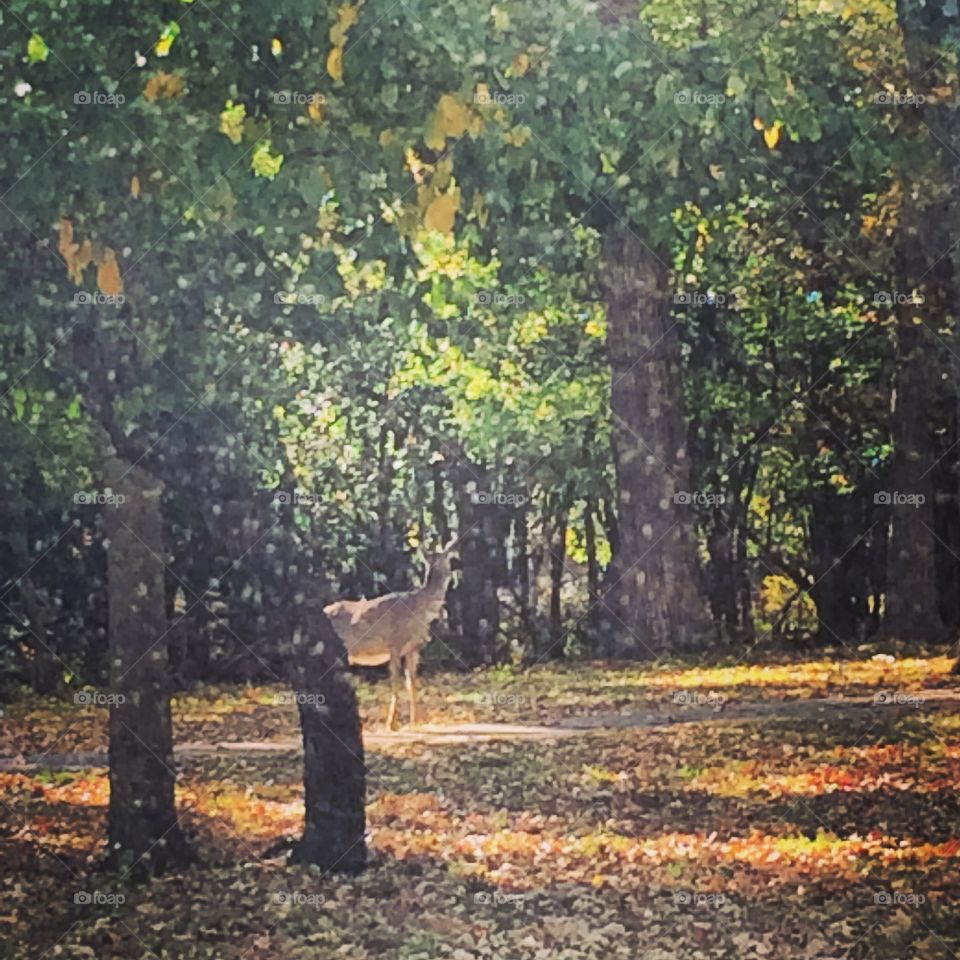 deer in the forest during fall. 
