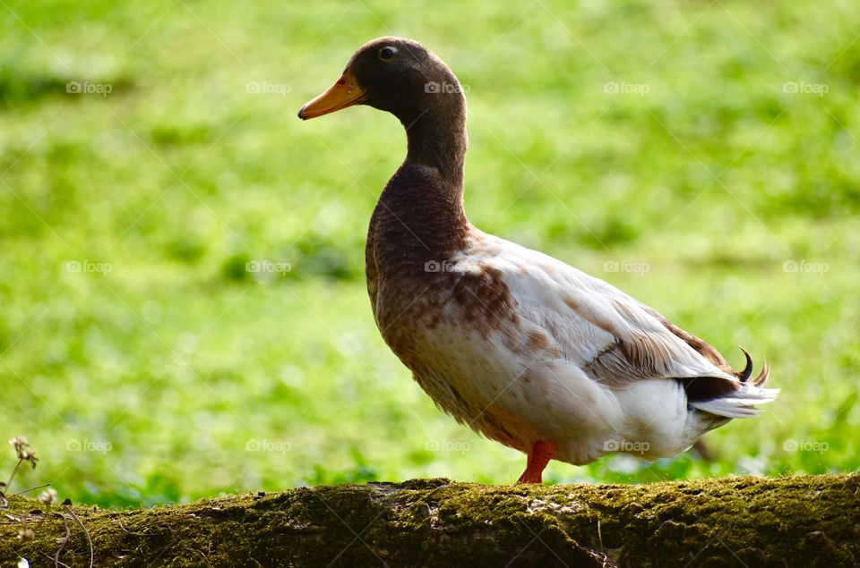 Duck under the trees near the banks of the water at Wailoa River State Park in Hilo, Hawaii.