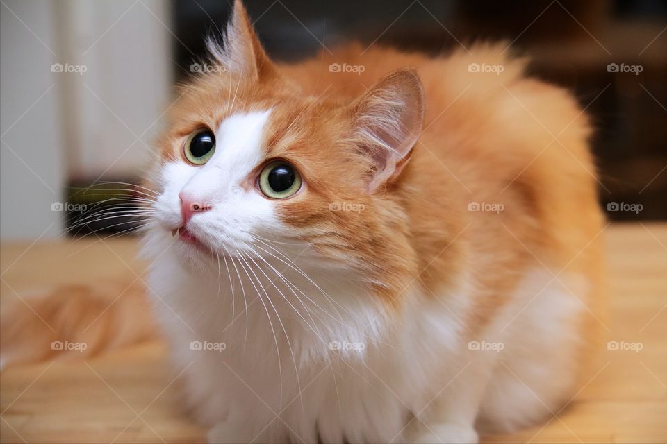 Cute cat looking away at home