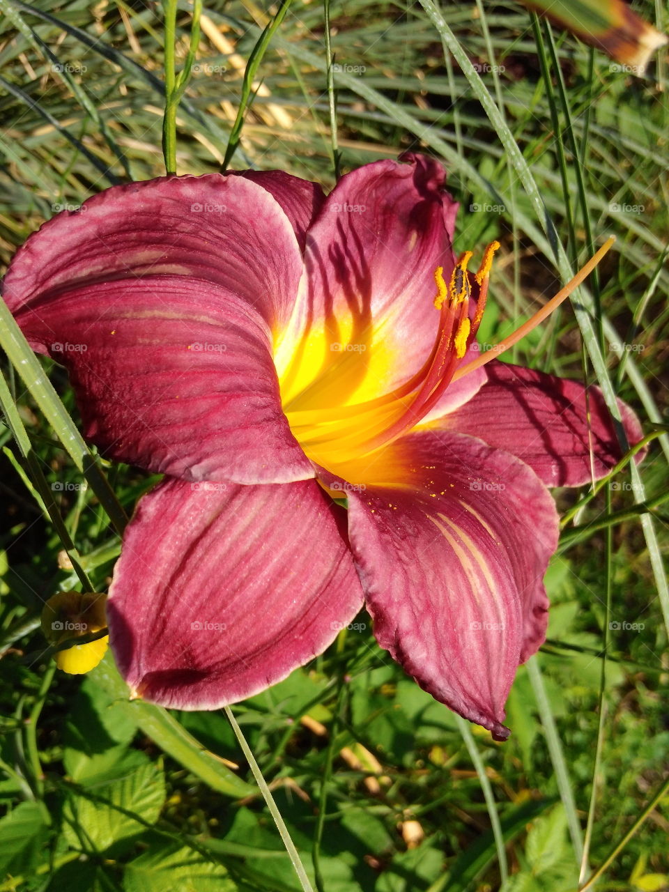 Day lilly