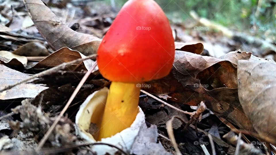 Magic mushroom