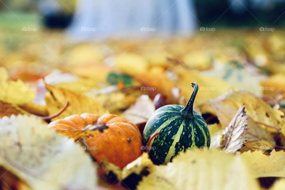 Small pumpkins in fallen autumn leaves on the ground 