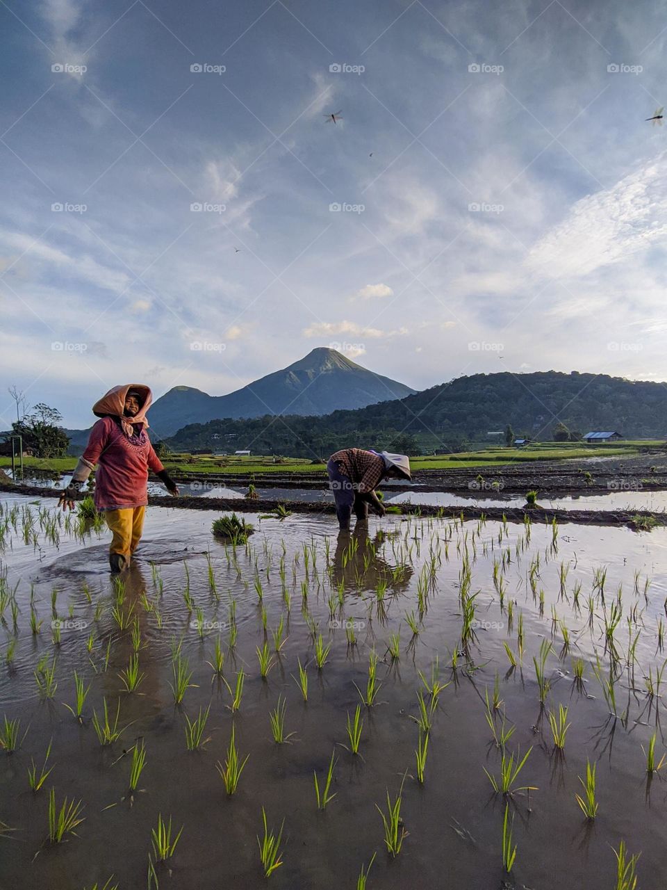 Rice fields are productive land that is useful for agriculture and rice cultivation. The farmers use part of the paddy fields to grow rice, because the staple food of the Indonesian people is rice. Rice is produced from rice grown by people whose ey