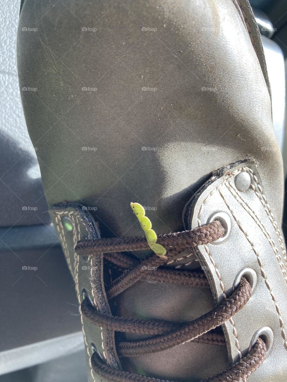 Seed pods on my work boot 🥾