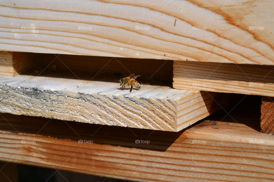 Honeybee guarding hive entrance.