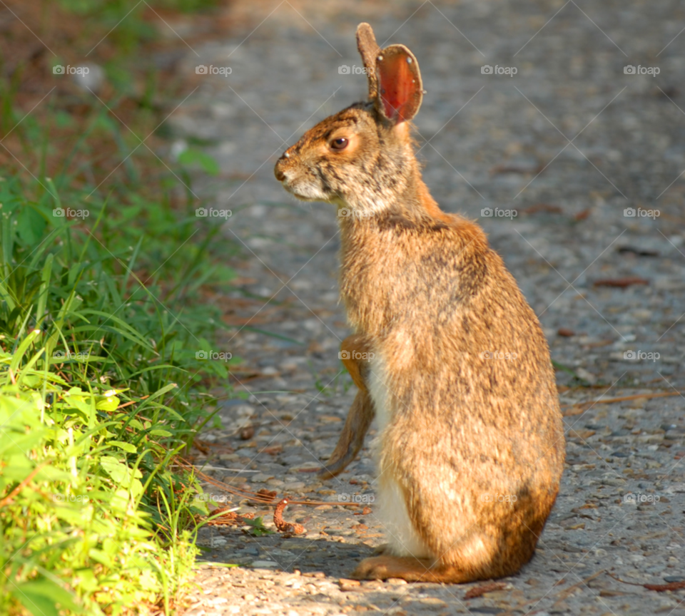 rabbit bunny by lightanddrawing