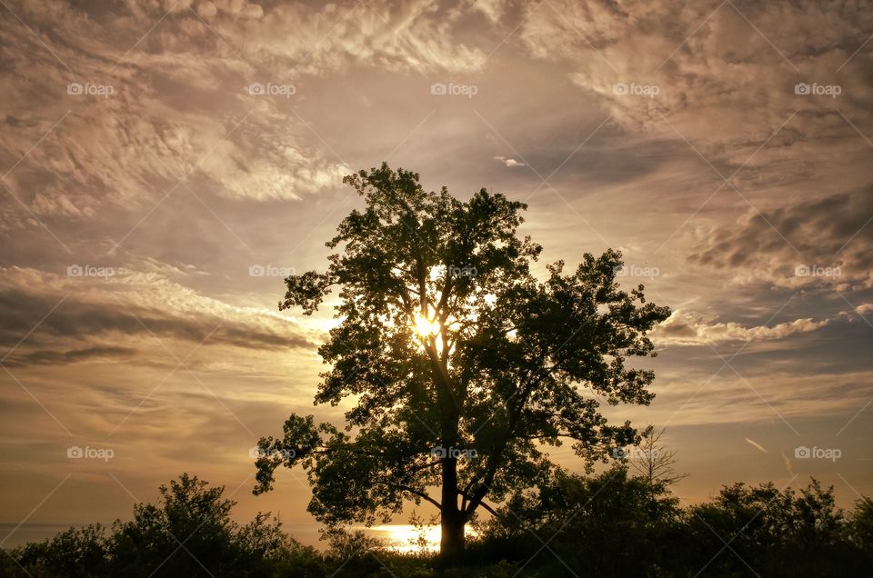 Scenic view of tree against dramatic sky
