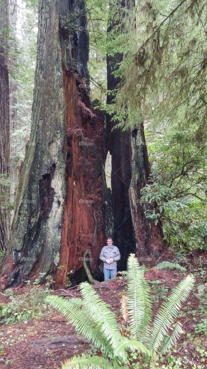 Man looks tiny standing inside decaying trunk of giant Redwood tree.