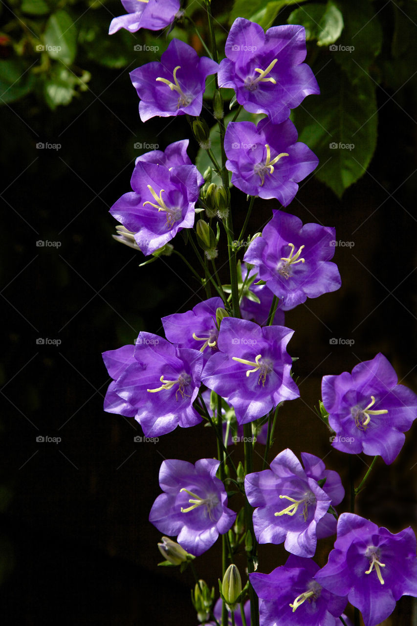 Bluebell flowers